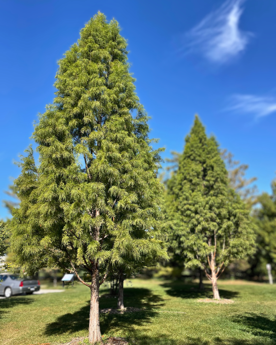 A grove of Shawnee Brave Bald Cypress showing their upright conical form.